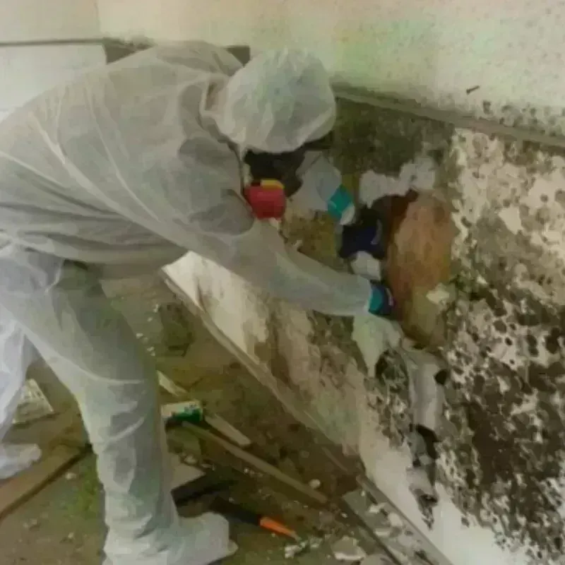 Mold Remediation and Removal in Kingsland, TX